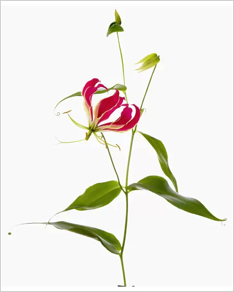 gloriosa superba rothschildiana, gloriosa lily