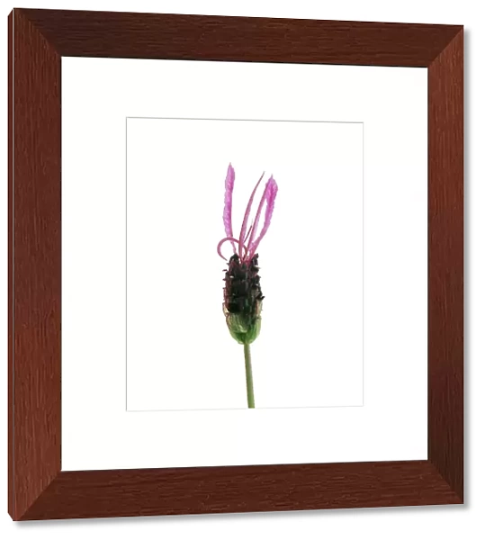 TIS_112. Lavandula stoechas. Lavender - French lavender. Pink subject. White b / g