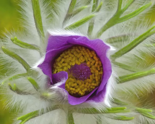 SUB_0146. Pulsatilla vulgaris. Pasque flower. Purple subject. Green b / g