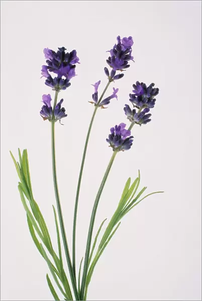 TIS_145. Lavandula augustifolia. Lavender. Purple subject. White b / g