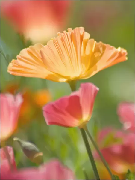 SUB_0140. Eschscholzia californica. Poppy - Californian poppy. Orange subject. Green b / g