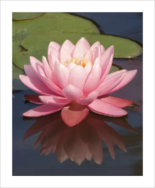 SUB_0157. Nymphaea Perrys Pink. Water lily. Pink subject. Green b / g
