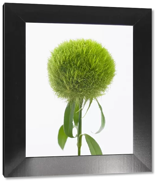 dianthus barbatus temarisou, carnation, green trick series