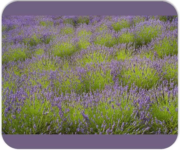 TH_0141. Lavandula - variety not identified. Lavender. Purple subject
