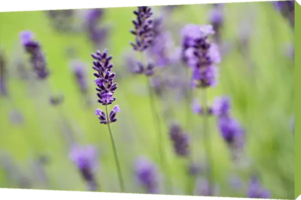 TH_0140. Lavandula - variety not identified. Lavender. Purple subject. Green b / g