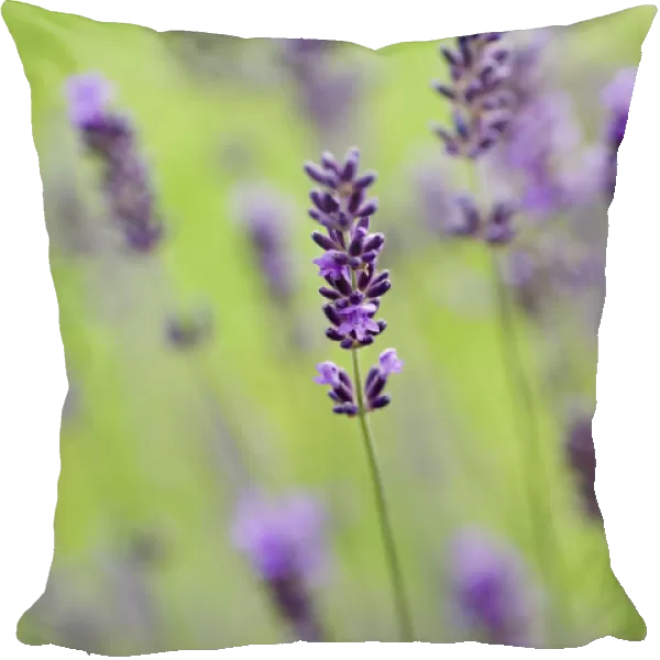 TH_0140. Lavandula - variety not identified. Lavender. Purple subject. Green b / g