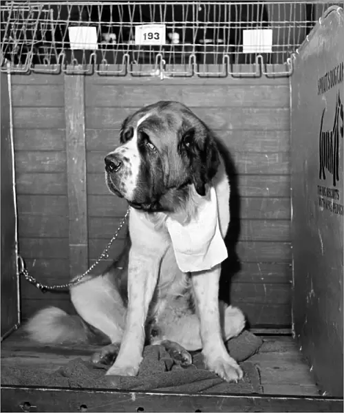 Croydon Dog show at olympia. Sad looking St Bernard dog. May 1950 O24304-002