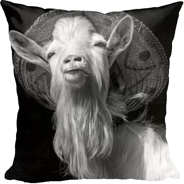 Puck - a Northamptonshire Billy-goat - finds a sun hat the comfortable head wear