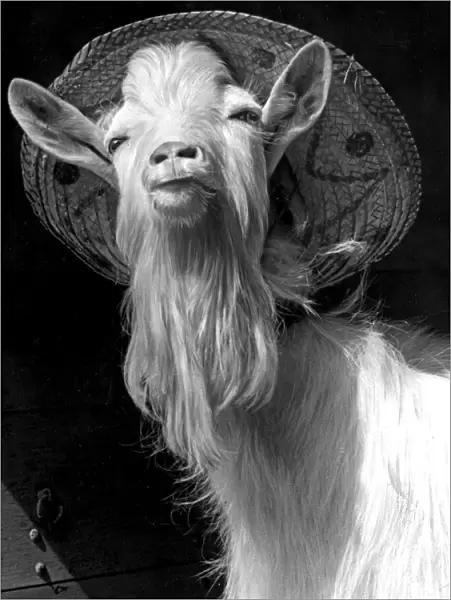 Puck - a Northamptonshire Billy-goat - finds a sun hat the comfortable head wear