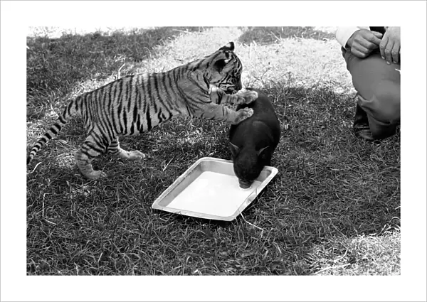 Tiger cub and Vietnamese pig at Zoo. 77-04303-004