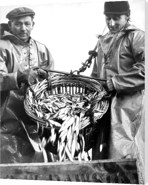 Fishermen emptying a cran of fish into boxes ready for sale in 1967