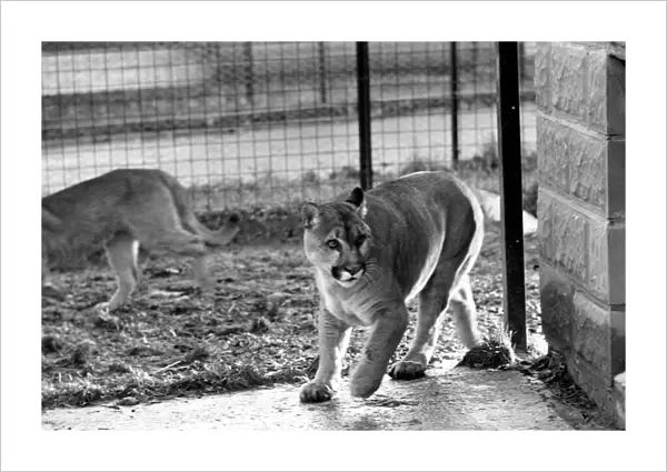 Animals Big cats. When Lucifer the 10 year old male puma at Chessington Zoo developed a