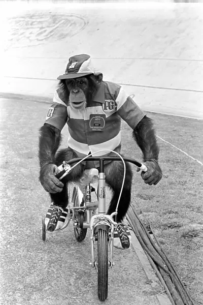 'Noddy'Chimp on Trike. Brooke Bond Chimp. aNoddye the Brooke Bond aTour de