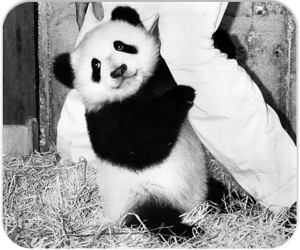 Baby panda Chu-Lin is probably the most valuable baby animal in the world