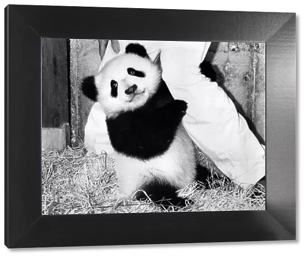 Baby panda Chu-Lin is probably the most valuable baby animal in the world