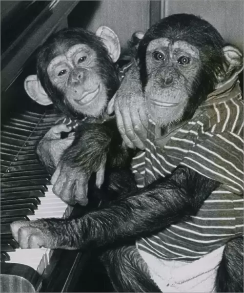 These two chimps, Bugsy & Jinxsy, both 3, are from Southam zoo