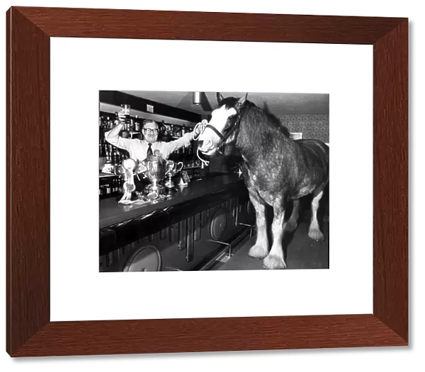 Donny the Clydesdale horse inside the Copy cat pub Broomielaw