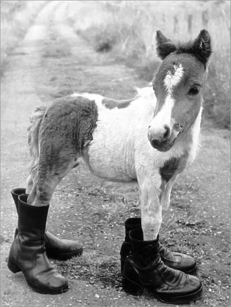 Horses Shetland Pony Ponies Britains smallest Shetland Pony Lucky