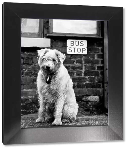 Animals Dogs January 1960 Max the dog waits at the bus stop to be picked up