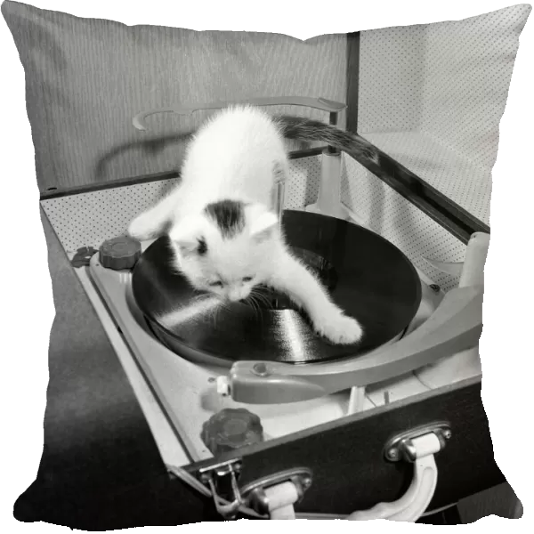 Snowy the five week old kitten belonging to Mr and Mrs A Markey of Manchester trys his