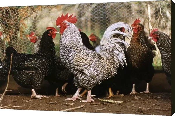 Corky The Cockerel with other chickens Witness in a noise nusiance case in North Devon