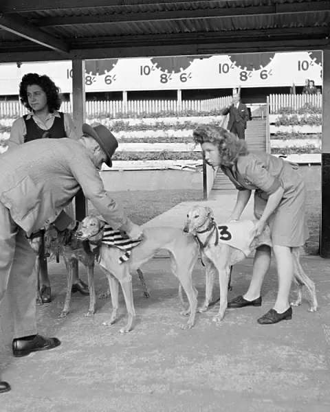 The race manager at the Sunbury on Thames and Park Royal greyhound track checks