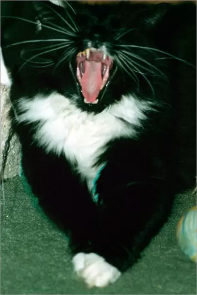 Sylvester the troublesome cat featured January 1999 in the television programme