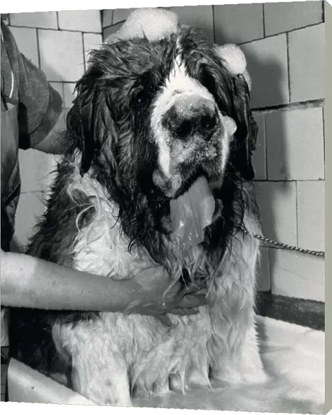 St Bernard Dog Schnorbitz owned Bernie Winters is being bathed by a dog grooming expert