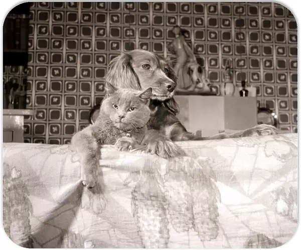 Animal Friendships. Cat and dog lying together, 1956