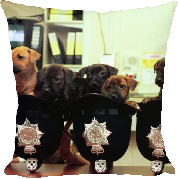 Ten cute puppies in helmets at Gateshead East Police Station