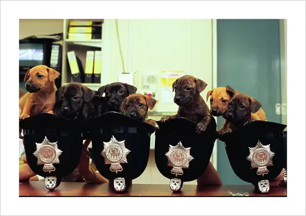 Ten cute puppies in helmets at Gateshead East Police Station