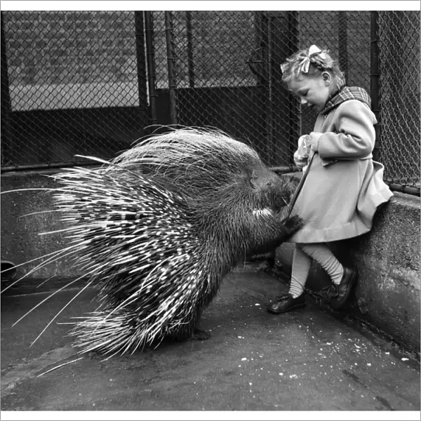 Jannifer Waight 4 1  /  2 yrs. With Porcupine at the London Zoo. London, February 1953 D898