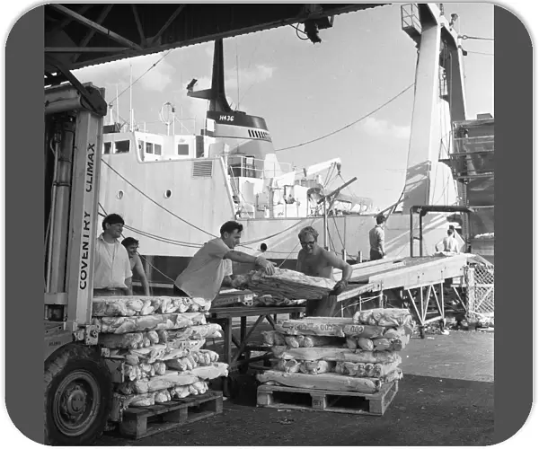 The crew of the St Jason seen here landing their catch of frozen cod. 22nd August 1968