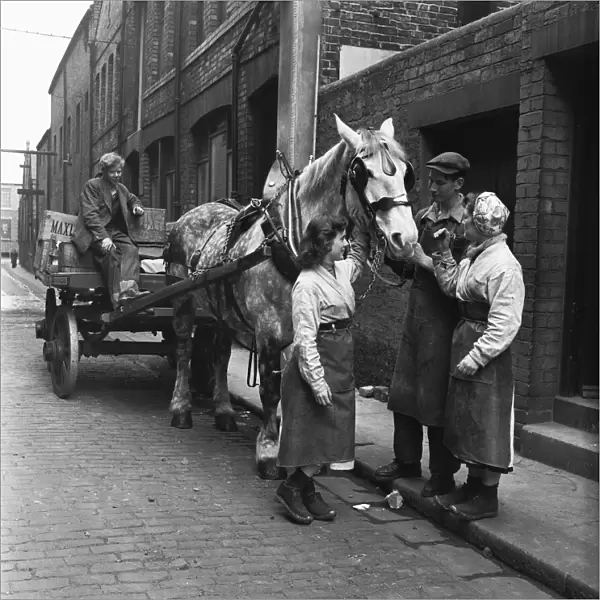 Dray horses at the Vaux Brewery being prepared for their delivery rounds in Sunderland