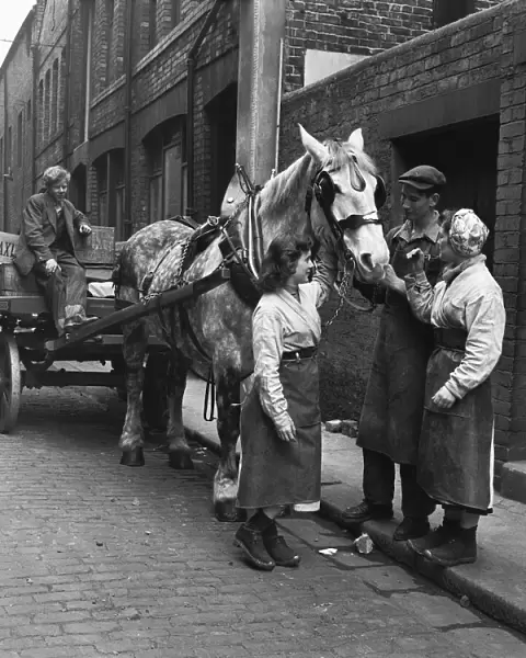 Dray horses at the Vaux Brewery being prepared for their delivery rounds in Sunderland