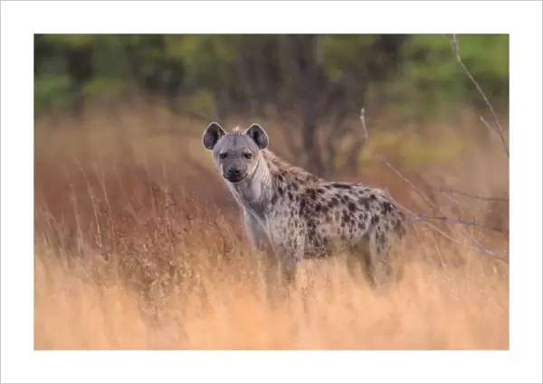 Hyena. Etosha National Park, Kunene Region, Namibia