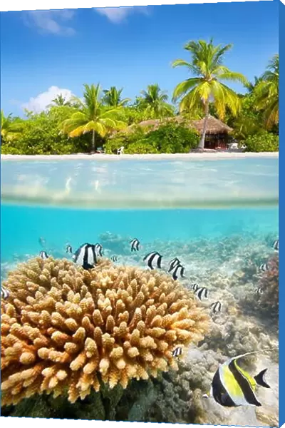 Tropical beach and underwater view with reef and fish, Maldives Island