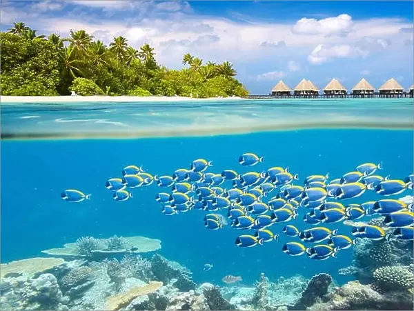 Maldives Island - underwater view with shoal of fish