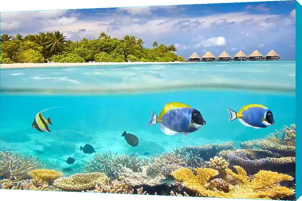 Maldives Island - underwater view with reef and fish