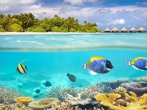 Maldives Island - underwater view with reef and fish