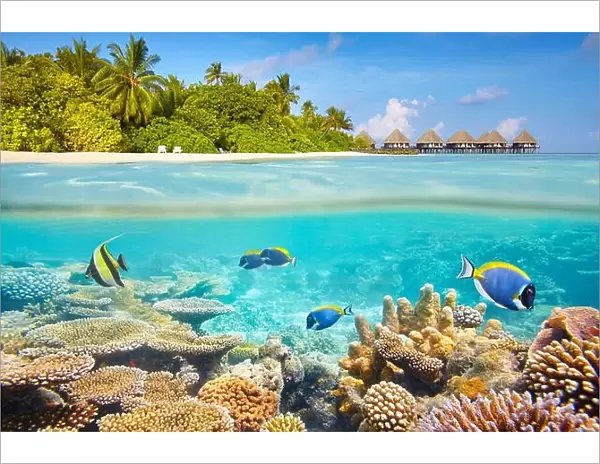 Tropical underwater view with reef and fish, Maldives Island