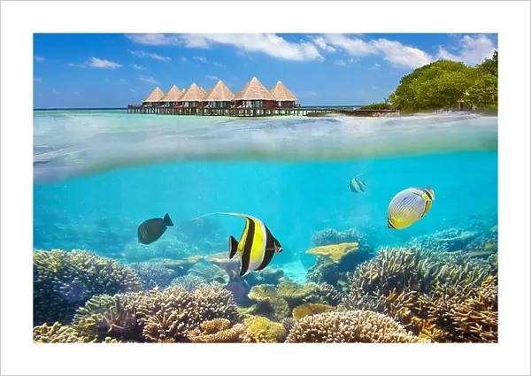 Maldives Island - underwater view with fish