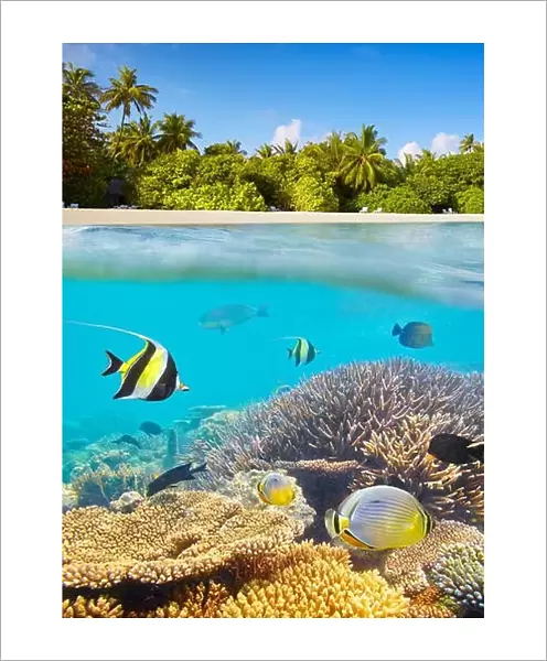Maldives Islands - underwater view at tropical fish and reef