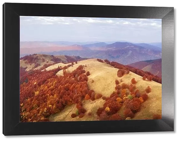 Autumn mountains and red beech forest in the Carpathian mountains, Ukraine. Aerial drone view on beautiful mountain landscape at sunrise