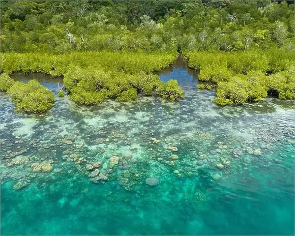 A scenic mangrove forest is fringed by a healthy coral reef in the Solomon Islands. This beautiful country is home to spectacular marine biodiversity