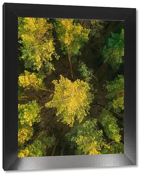 Aerial View Of Green Pine Coniferous Forest In Landscape In Spring. Top View From Attitude. Drone View Of European Woods At Springtime