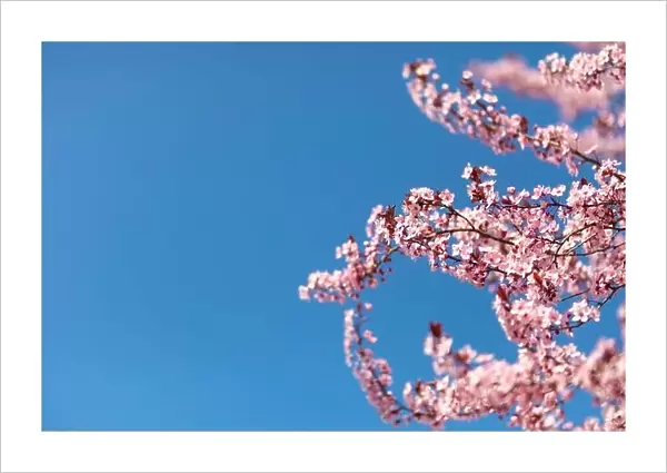 Pink cherry blossom on the Sakura tree. Sakura flowers are representative of Japanese flowers. Amazing spring nature. Beautiful colors of nature