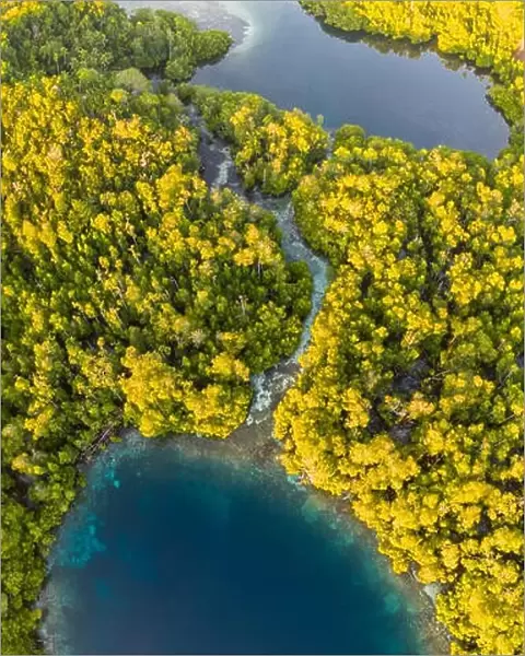 A narrow channel winds through a mangrove forest on Yangeffo in Raja Ampat, Indonesia. This region is known for its high marine biodiversity
