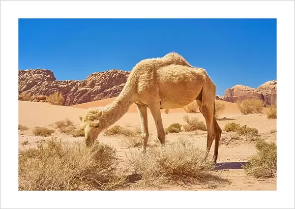 Camel in the Wadi Rum Desert, Jordan