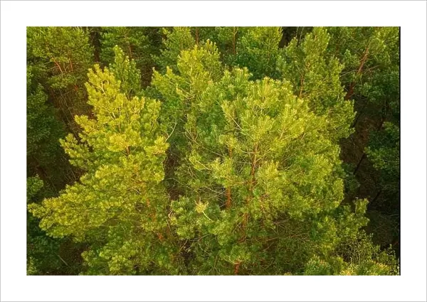 Aerial View Of Green Pine Coniferous Forest In Spring. Top View From Attitude. Drone View Of European Woods At Springtime